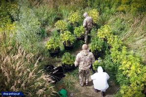 [VIDEO] Zlikwidowane 2 plantacje i przejęte 1650 krzaków konopi - akcja CBŚP i KP w Chełmży